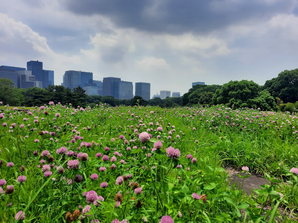 Image of a vast ornamental garden with cityscape in the background